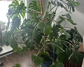Large Monstera 
