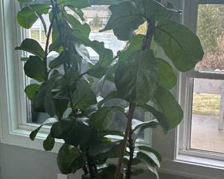 Large Fiddle Leaf Fig 