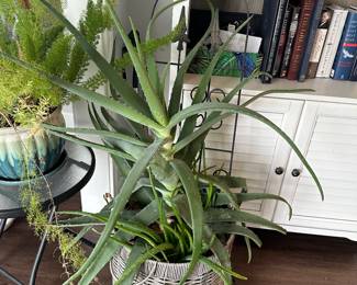 Huge Aloe Plant 