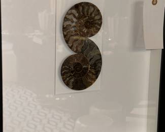 Christopher Marley Framed Fossil 
