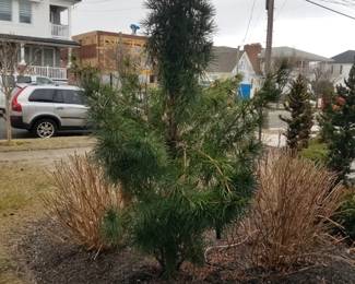 Small specimen evergreen - stunning