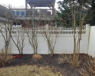 Crape myrtles