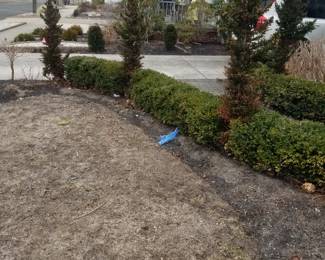 Boxwood hedge plants