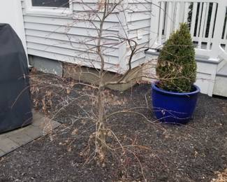 Japanese maple