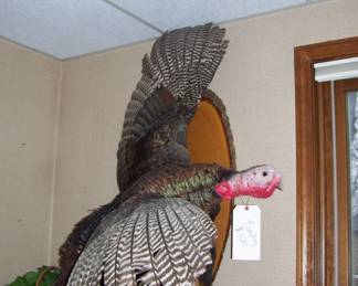Giant Turkey Mount that didn't get pardoned