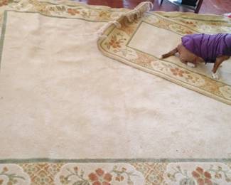 Precious photo bombing a picture of a rug sorry