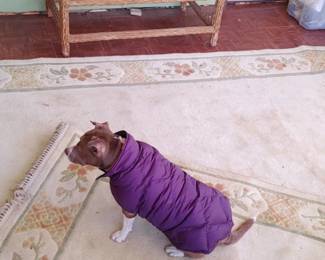 Precious photobombing the picture of the rugs...