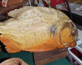 Real Taxidermy Red Bellied PREDATOR Piranha Venezuela
