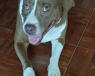 Hey my name is Precious! Come see me and Mama and the Kelly team April 3rd 4th 5th and 6th and Thomaston!