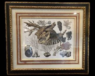 ALBERTUS SEBA, 1665-1736, HAND COLORED ENGRAVING CIRCA 1734-1755, AMSTERDAM, EXQUISITELY CUSTOM FRAMED WITH HANDMADE FRENCH  MAT AND GOLD LEAFED CRACKLE FRAME FROM TAYLOR CLARK GALLERY, 32 INCHES HIGH BY 37 INCHES WIDE