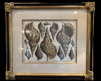ALBERTUS SEBA, 1665-1736, HAND COLORED ENGRAVING CIRCA 1734-1755, AMSTERDAM, EXQUISITELY CUSTOM FRAMED WITH SILK MAT AND HAND MADE FINISHED CORNER 22K GOLD LEAFED FRAME FROM TAYLOR CLARK GALLERY, 32 INCHES HIGH BY 37 INCHES WIDE
