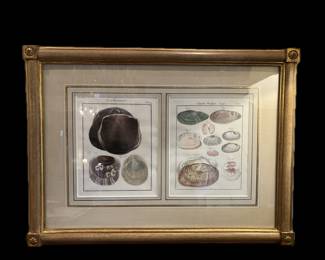PAIR OF ANTIQUE HAND COLORED 18TH OR 19TH CENTURY SEA SHELL ENGRAVINGS, CUSTOM FRAMED IN A SINGLE FINISHED CORNER FFAME WITH GOLD LEAFED ACCENTS AT TAYLOR CLARK GALLERY