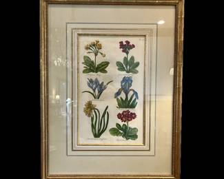 BOTANICAL BY JOHN HILL, ENGLISH, CIRCA 1756, HAND COLORED COPPER PLATE ENGRAVING, CUSTOM FRAMED, 25 1/2 HIGH BY 19 1/2 WIDE