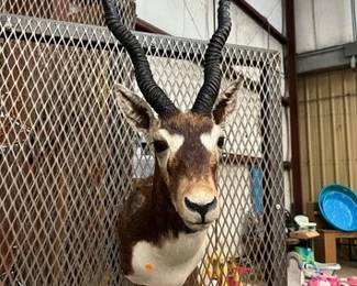 BLACKBUCK MOUNT