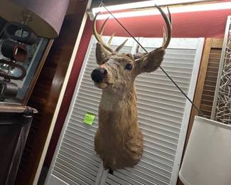 DEER TAXIDERMY MOUNT