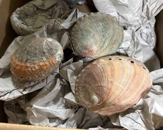 Abalone shells