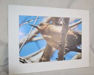 Bird Professional Photographs