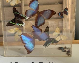 8 butterfly taxidermy '76