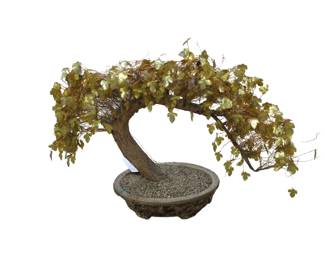 Chinese Bonsai Money Tree