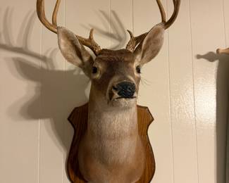 Deer Mount