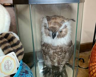 Taxidermy owl