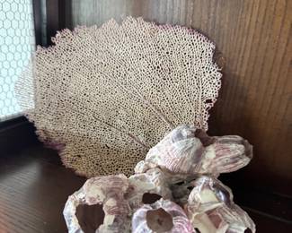 Shells