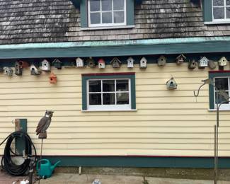 AT THIS TIME THE BIRDS ARE NOW NESTING. THEY ARE NOT FOR SALE.