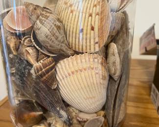 Sea shells