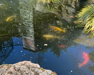 POND BY GREENHOUSE koi fish $50-$500 based off of size