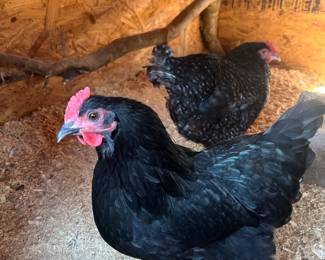 CHICKEN COOP - must buy all chickens! 21 Hens & 1 Rooster