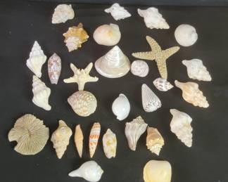 Lot # : 330 - Group of sea shells