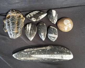 Lot # : 228 - Group of fossils