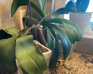 orchids !!