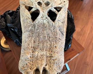 Alligator skull w/bottom jaw(at least 80 years old)