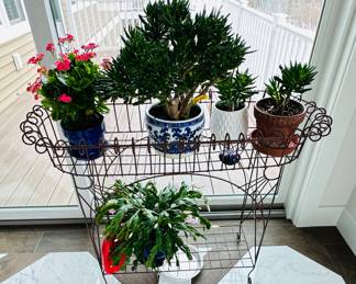 Gorgeous healthy house plants; plant rack not available