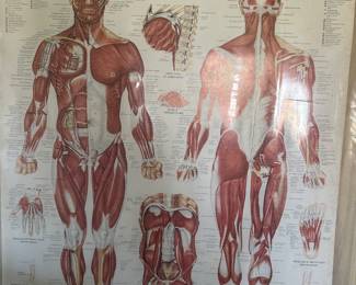 A pair of VINTAGE MUSCULAR SYSTEM Poster! - ROLLED AND IN THEIR ORIGINAL MAILING TUBE! I truly do not believe these were EVERY out of their tube!