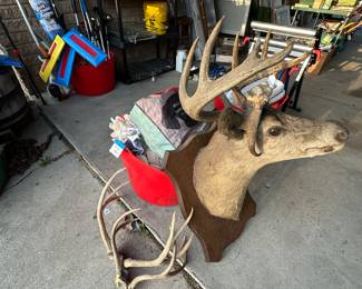 There’s a deer, head named buck and very nice antler racks