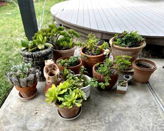 Great selection of beautiful plants with nice pots.