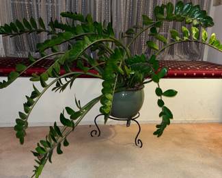 HUGE ZZ plant 