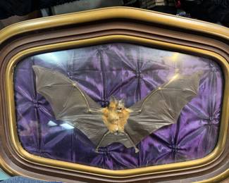 Taxidermy bat