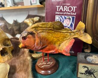 Taxidermy piranha 