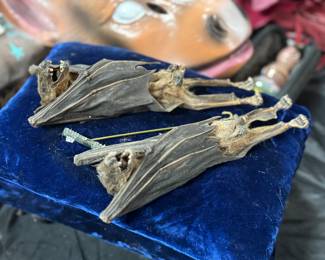 Bat taxidermy 