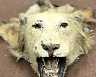 Antique African lion taxidermy 