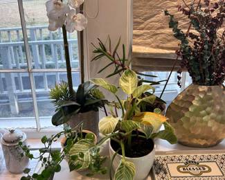 Beautiful plants And greenery decor