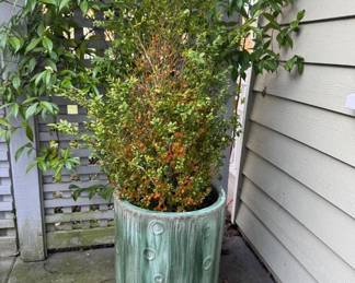 138 Pairof61TallPlantsinLargeGreenCeramicPlanters