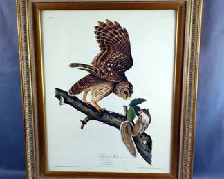 Audubon "Barred Owl" Print