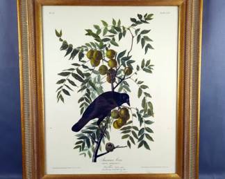 Audubon Framed Under Glass American Crow Print
