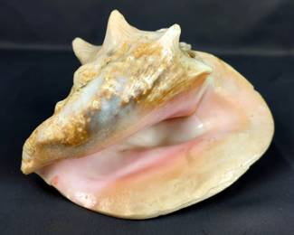Conch Shell