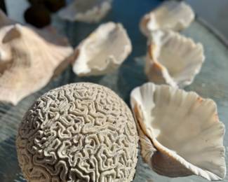 Brain coral, specifically Pseudodiploria clivosa.