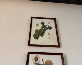 1900s U. P. Hedrick, Original Antique Photogravure of Monarch Plums